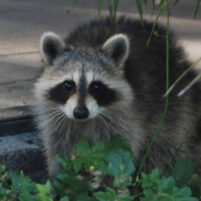 Nuisance Raccoon Issues
